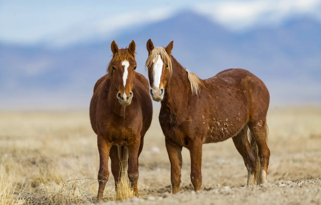 Photo wallpaper horses, horse, pair