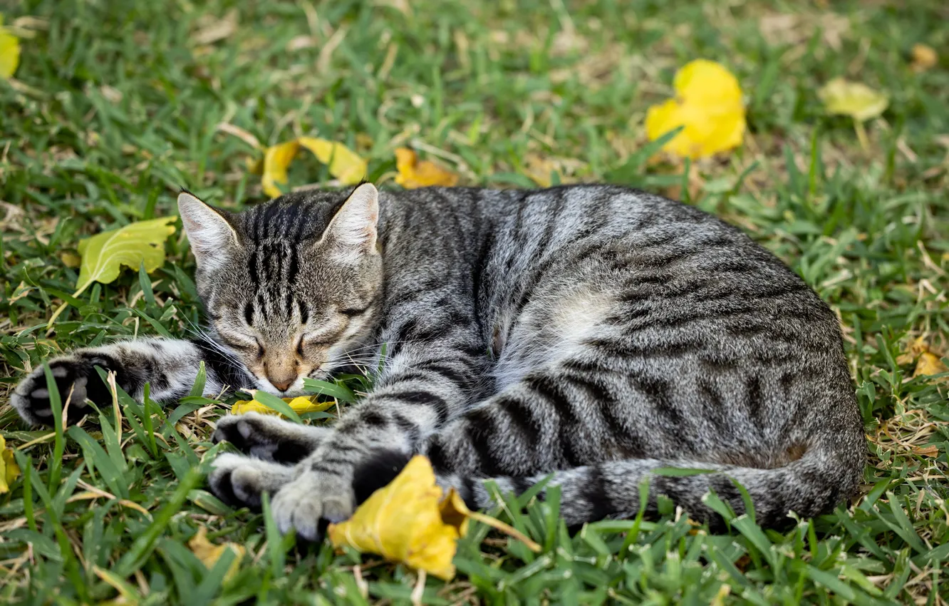 Photo wallpaper cat, foliage, sleep, pet, meow, cat on the grass, gray-striped wool