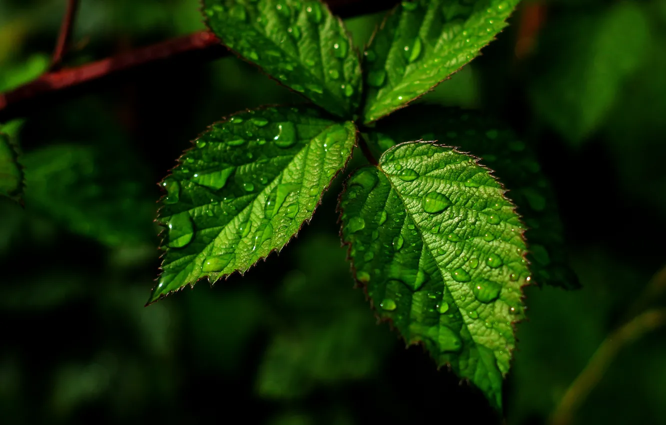 Photo wallpaper dark, water, drops, leaf