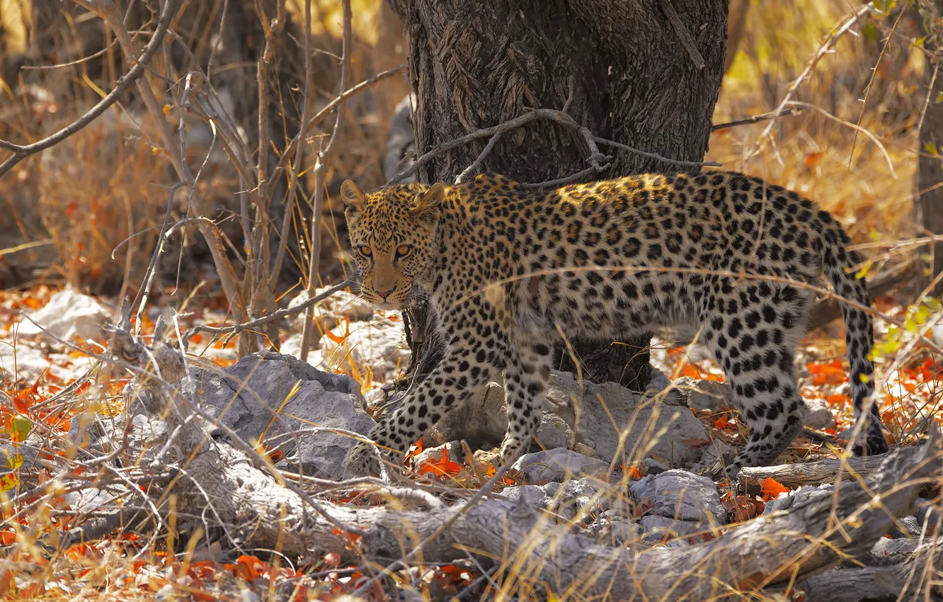 Photo wallpaper trees, leopard, walk, bokeh, forest, branches, autumn, stones