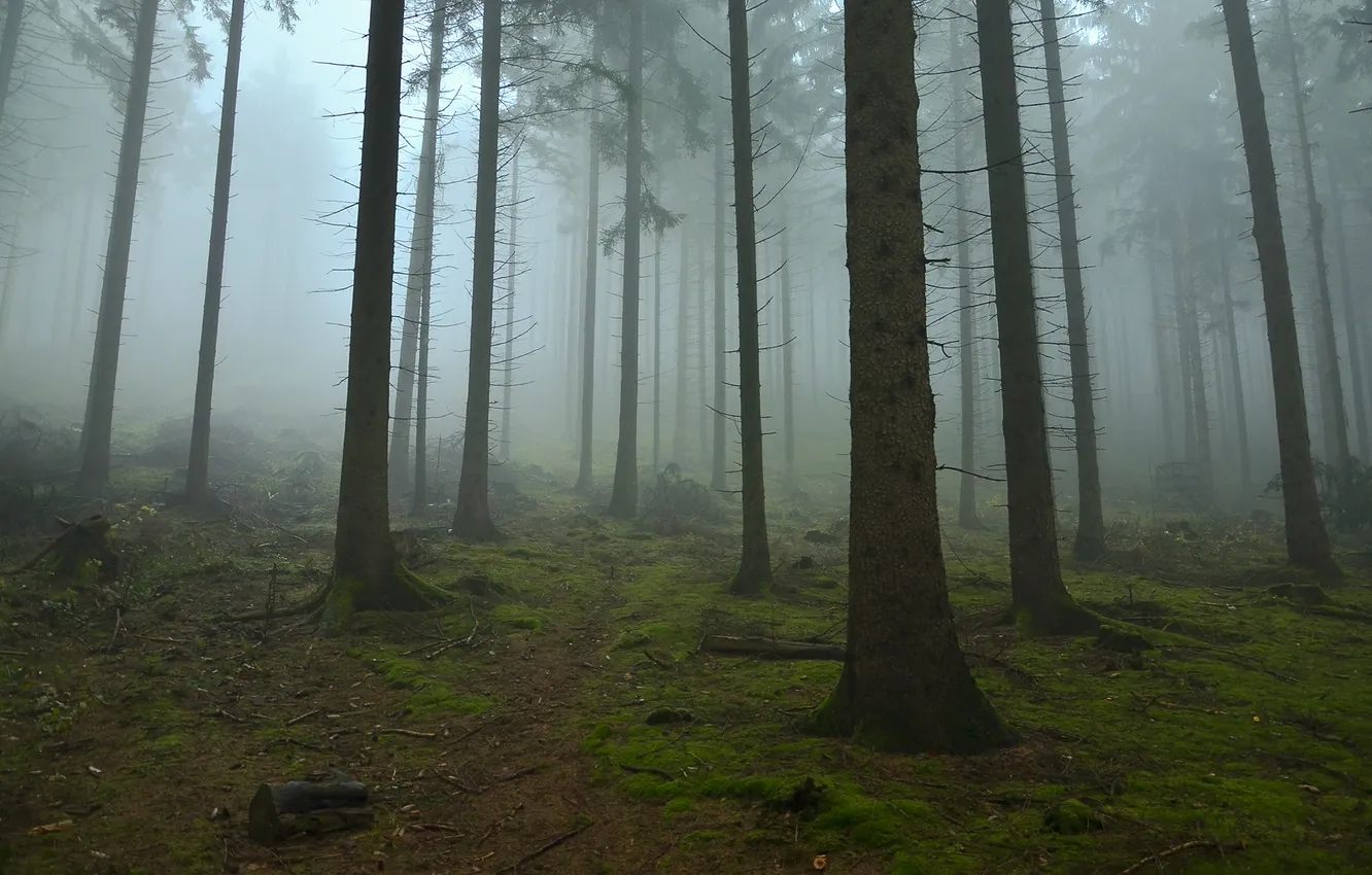Photo wallpaper forest, trees, nature, fog