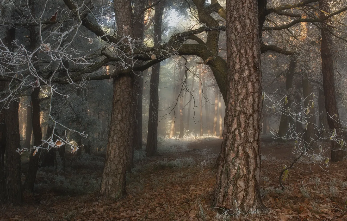 Photo wallpaper forest, trees, pine