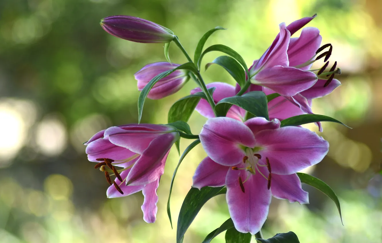 Photo wallpaper summer, flowers, Lily