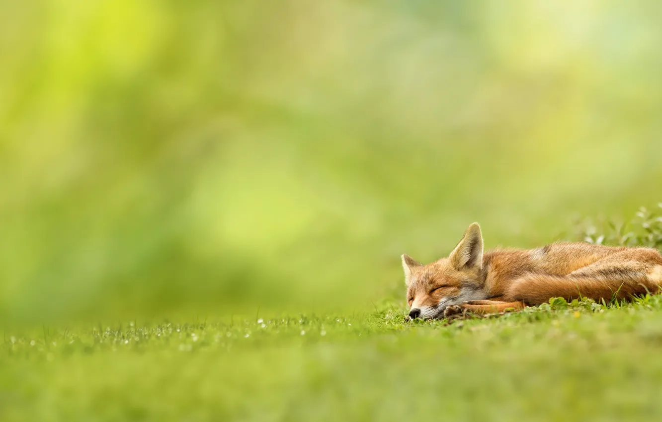 Photo wallpaper greens, grass, nature, Fox, sleeping, red, Fox