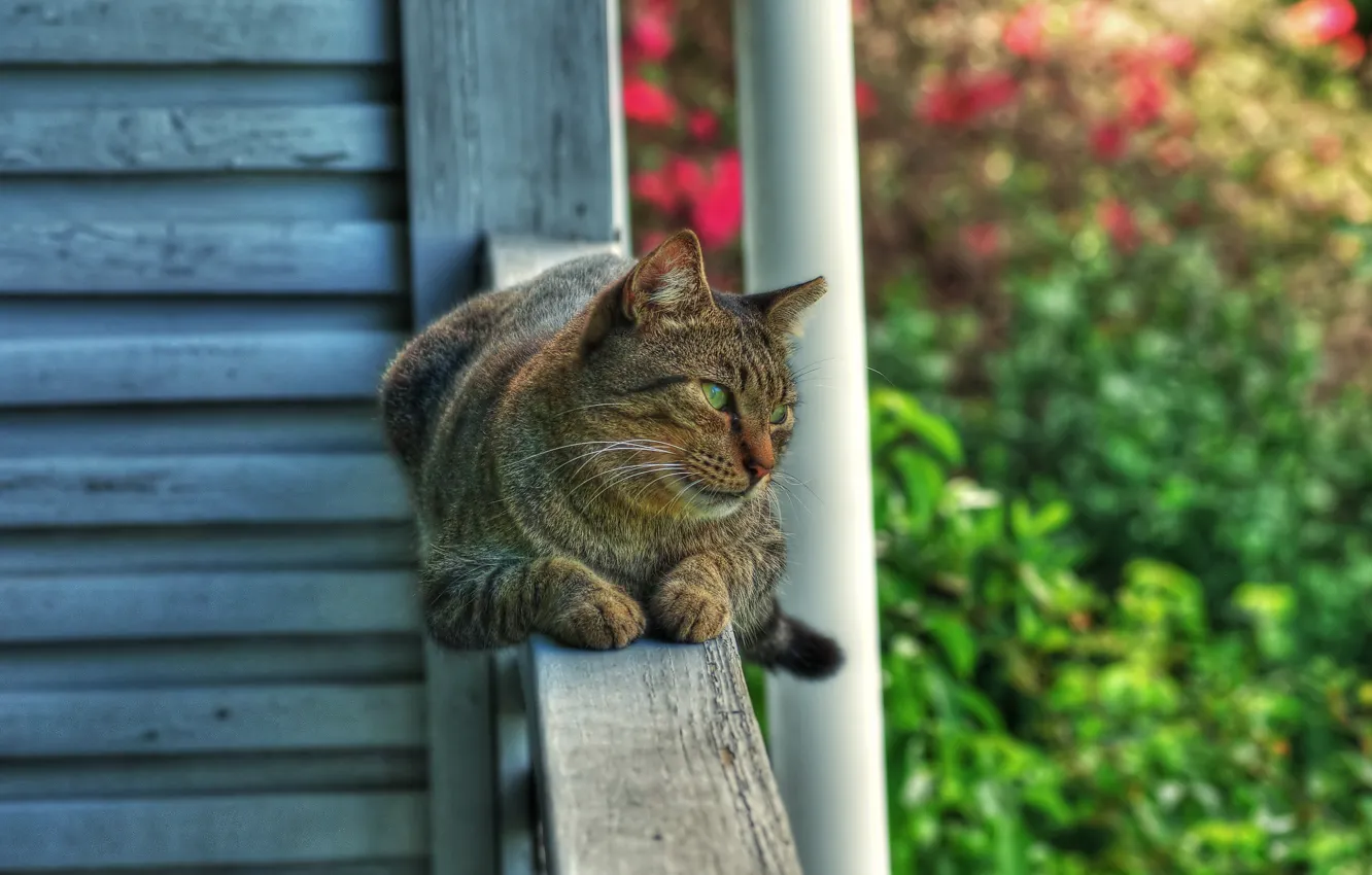 Photo wallpaper cat, cat, garden, railings, lies, looks, green-eyed, the observer