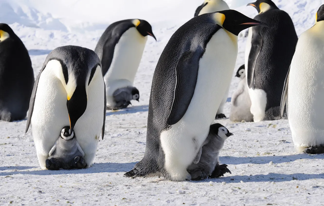 Photo wallpaper penguins, Antarctica, Imperial