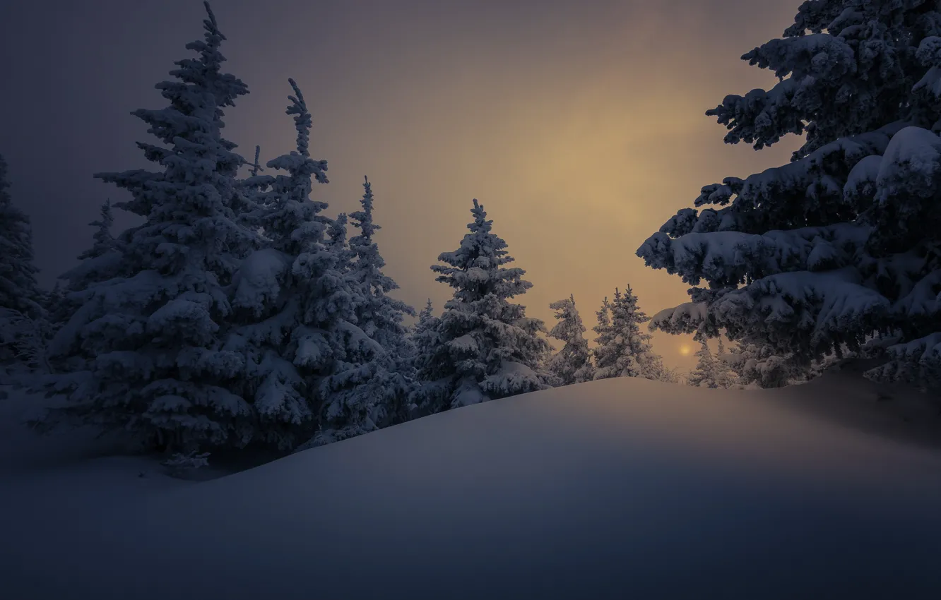 Photo wallpaper winter, snow, trees, landscape, nature, the evening, ate, twilight