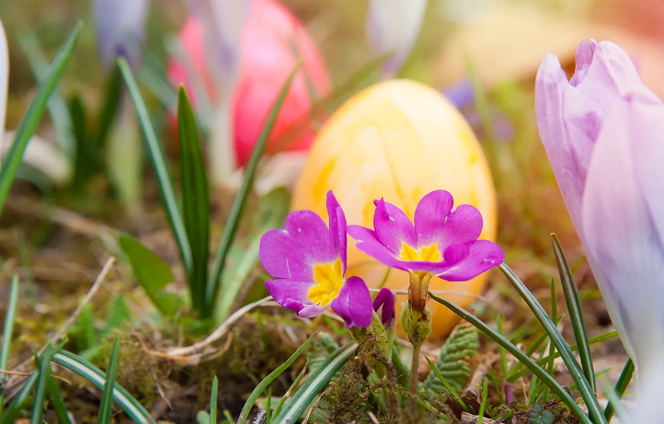 Photo wallpaper grass, flowers, nature, holiday, eggs, spring, Easter, eggs