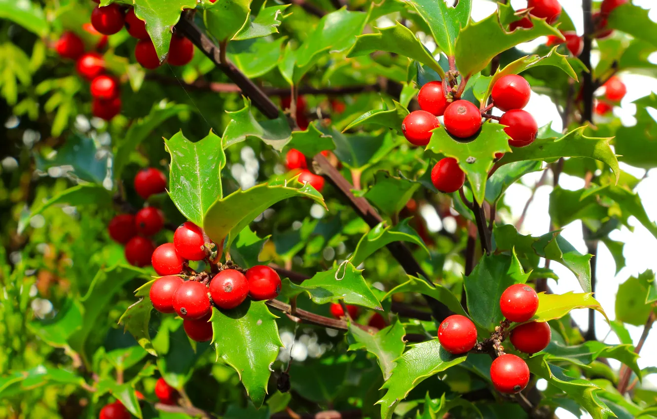Photo wallpaper red, leafs, fruit