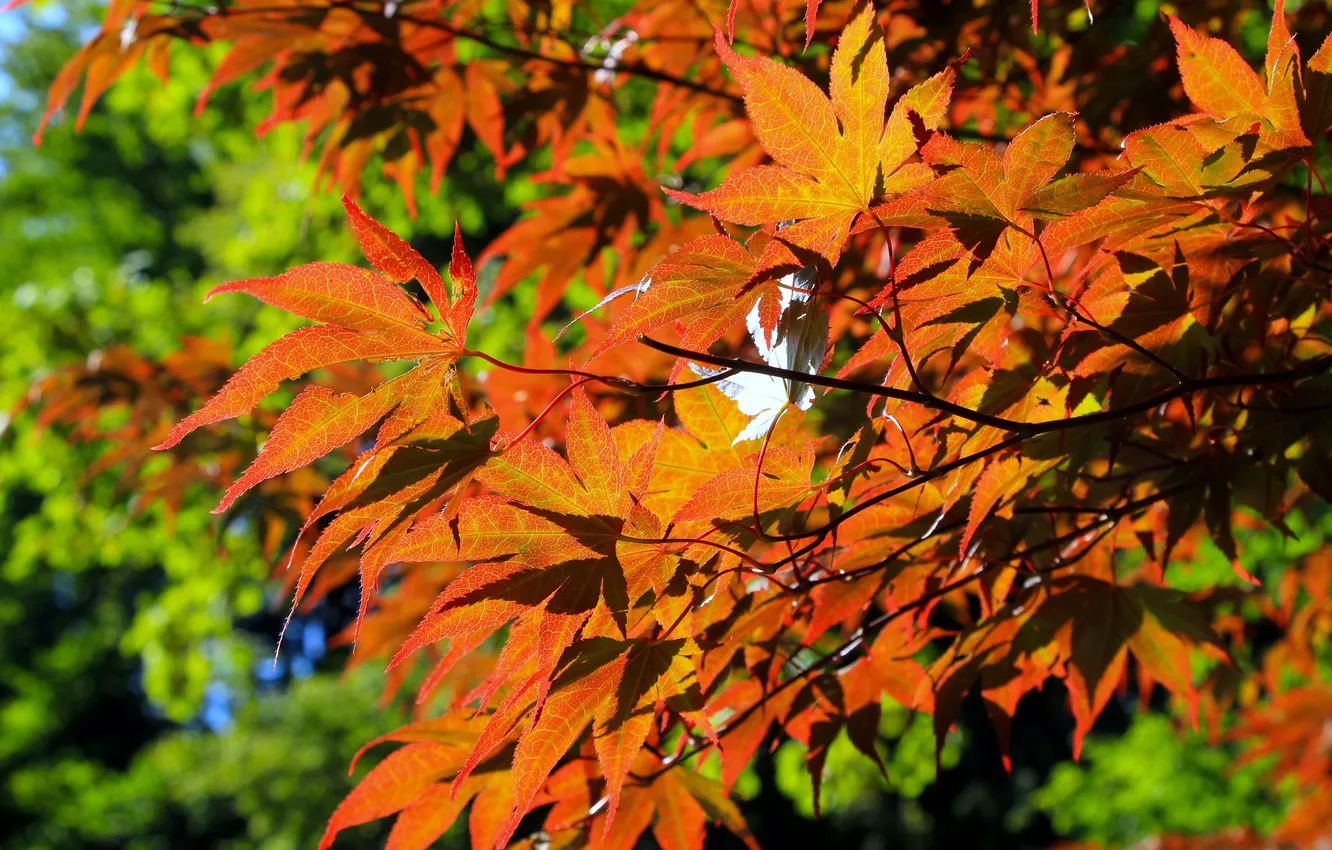 Photo wallpaper red, leafs, twig