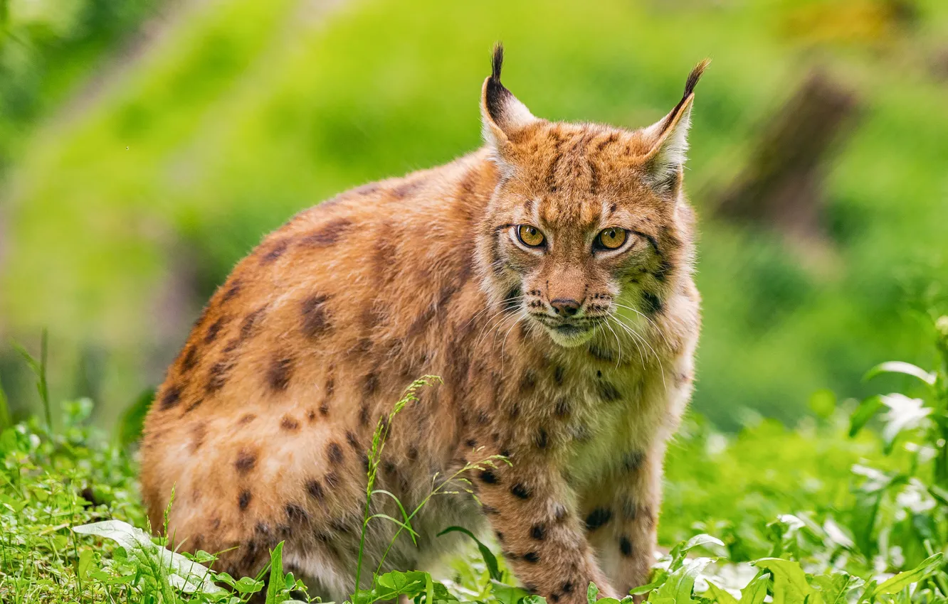 Photo wallpaper greens, grass, look, lynx, sitting