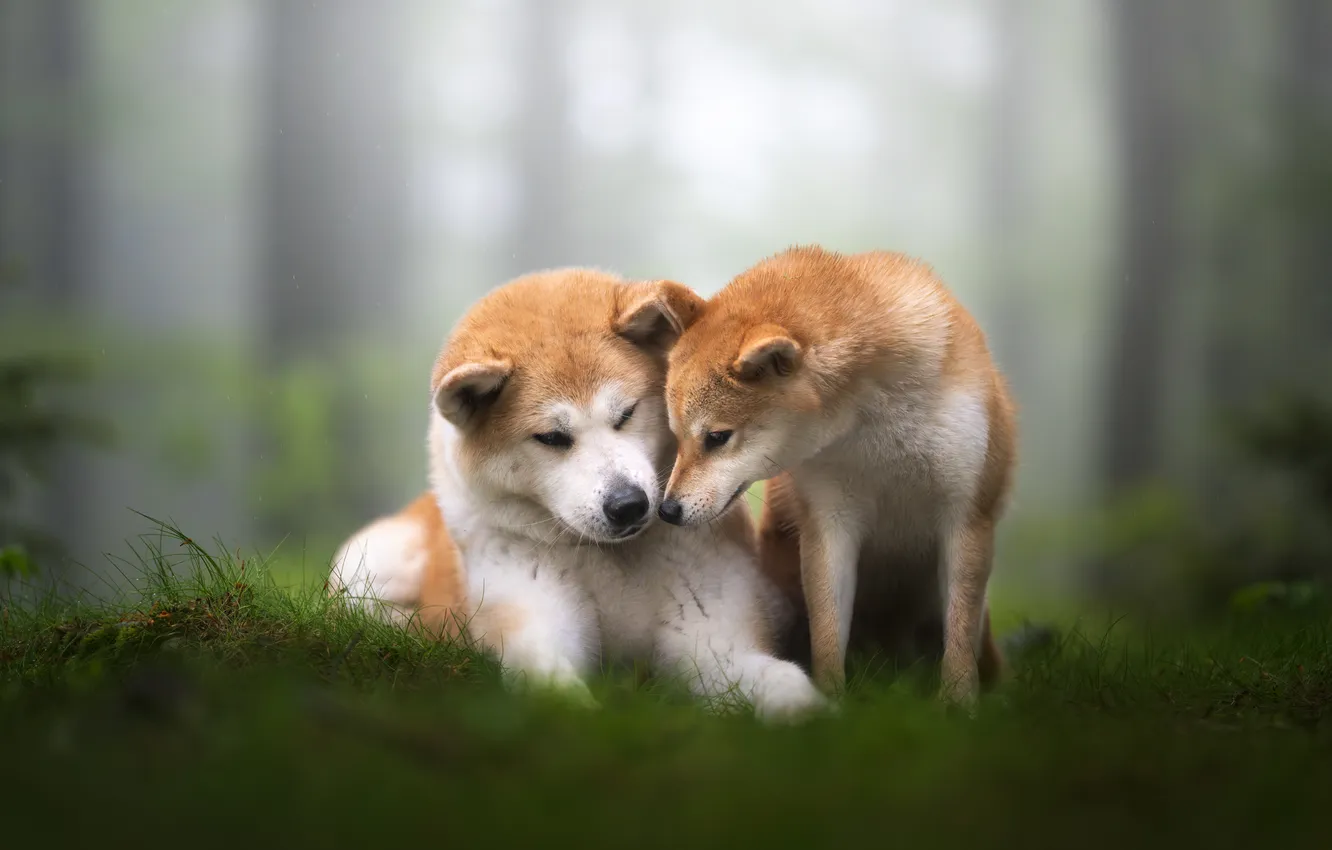 Photo wallpaper dogs, grass, Shiba inu
