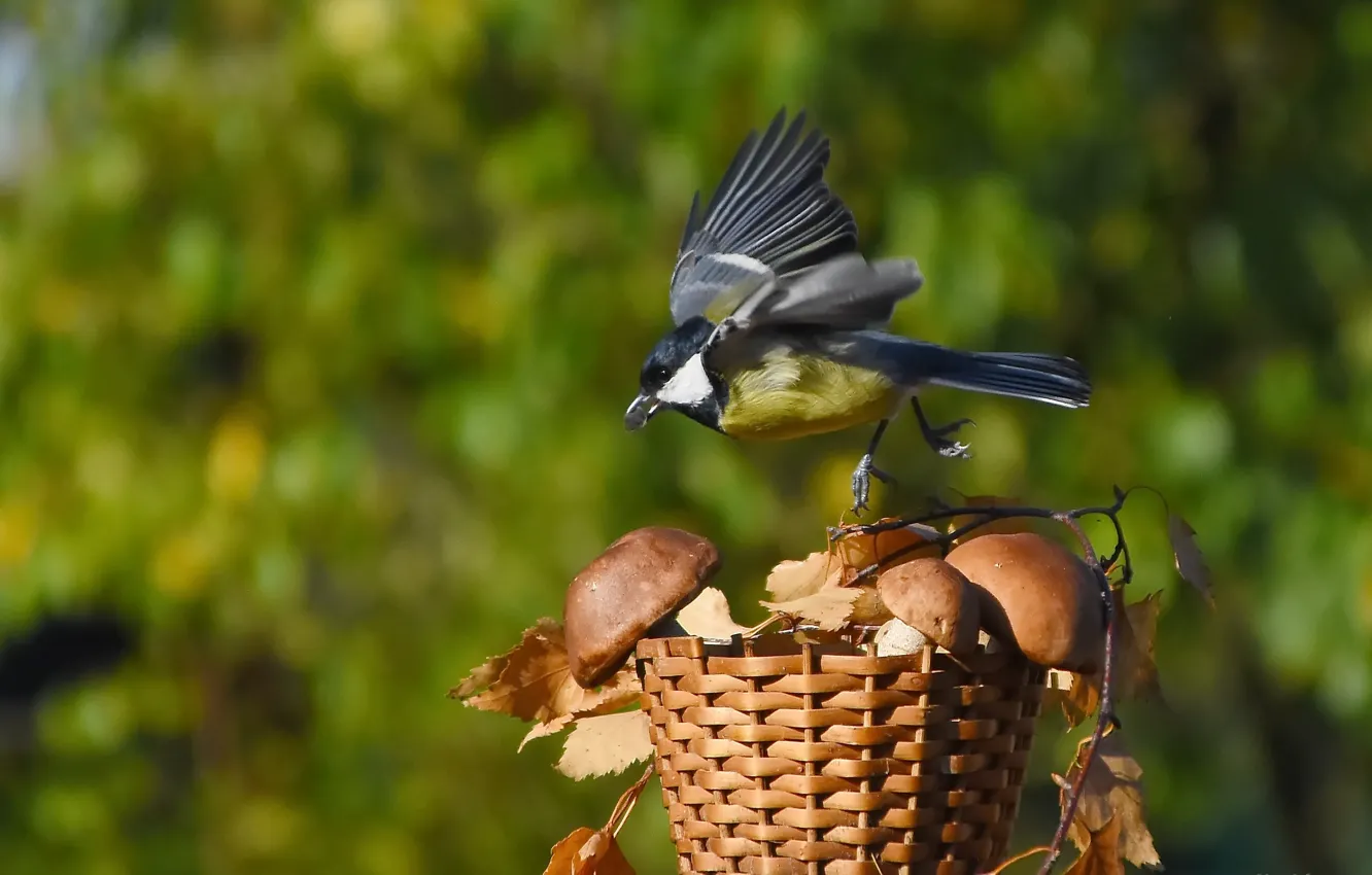 Photo wallpaper autumn, nature, bird, tit