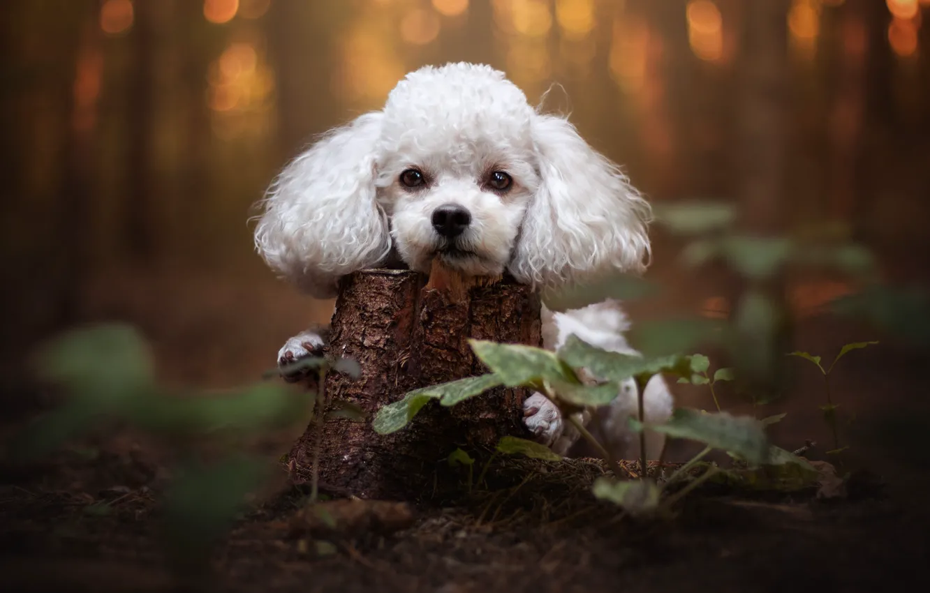 Photo wallpaper forest, white, look, leaves, nature, Park, stump, portrait