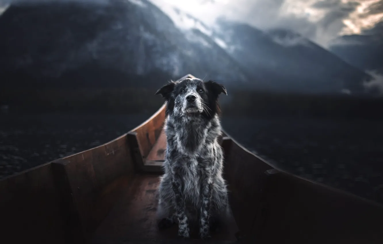 Photo wallpaper look, face, mountains, nature, pose, boat, dog, sitting