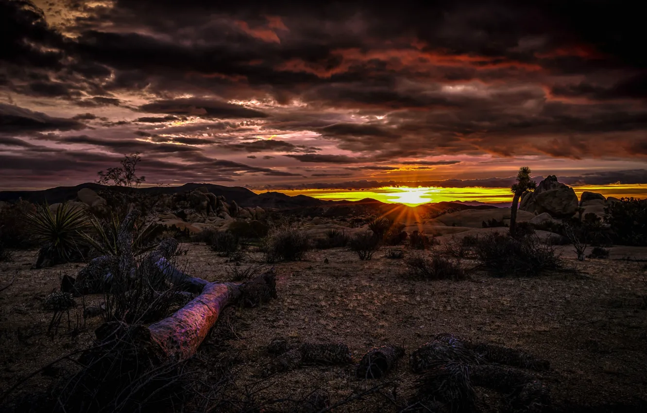 Photo wallpaper clouds, sunset, desert, CA, glow, USA, National Park Joshua tree