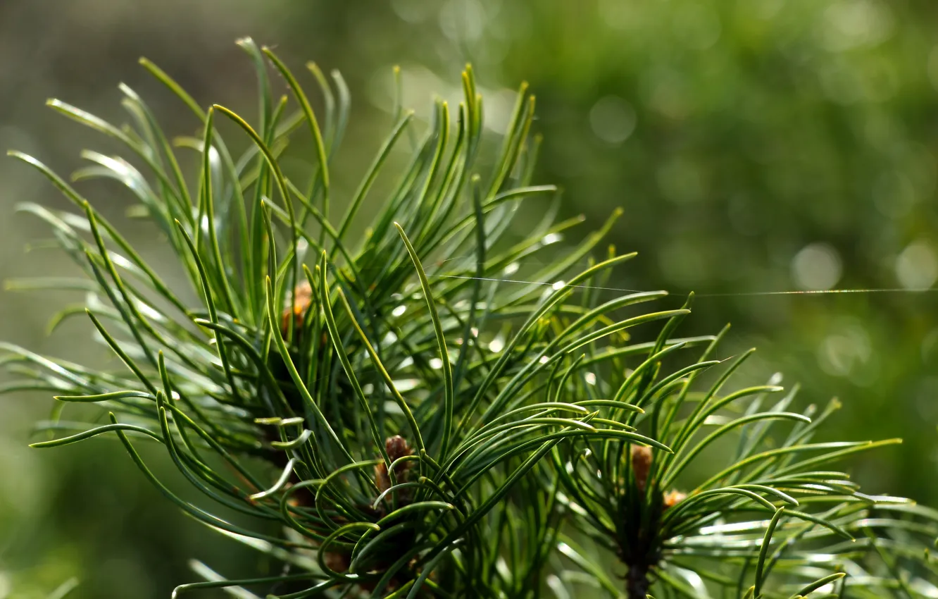 Wallpaper green, tree, pine for mobile and desktop, section природа