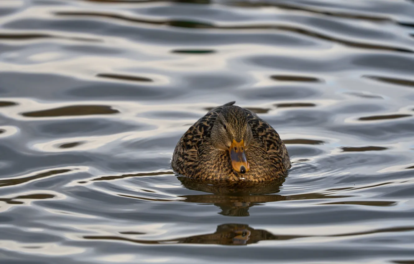 Photo wallpaper water, lake, bird, duck