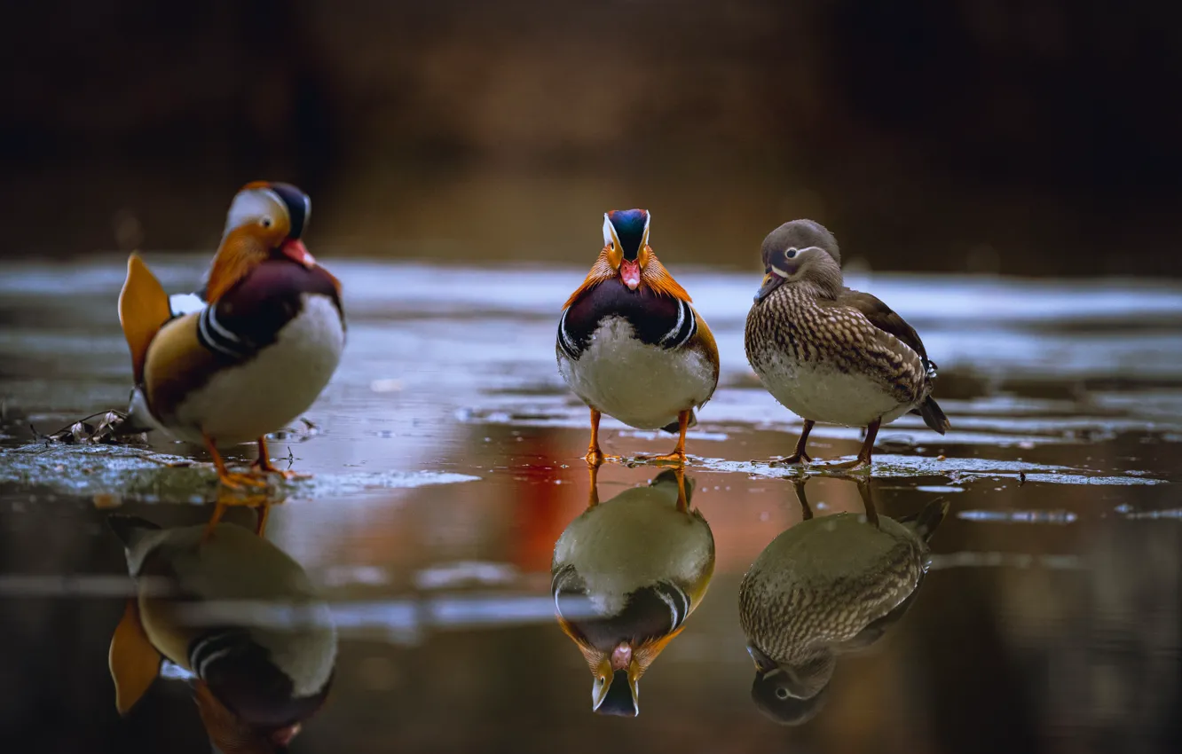 Photo wallpaper duck, pond, Mandarin