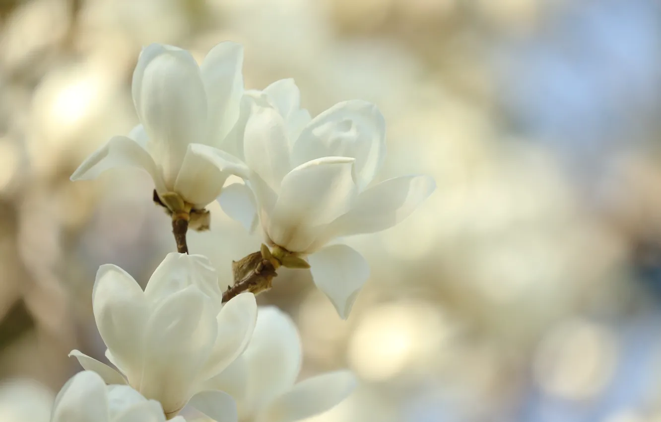 Photo wallpaper branch, spring, white, Magnolia