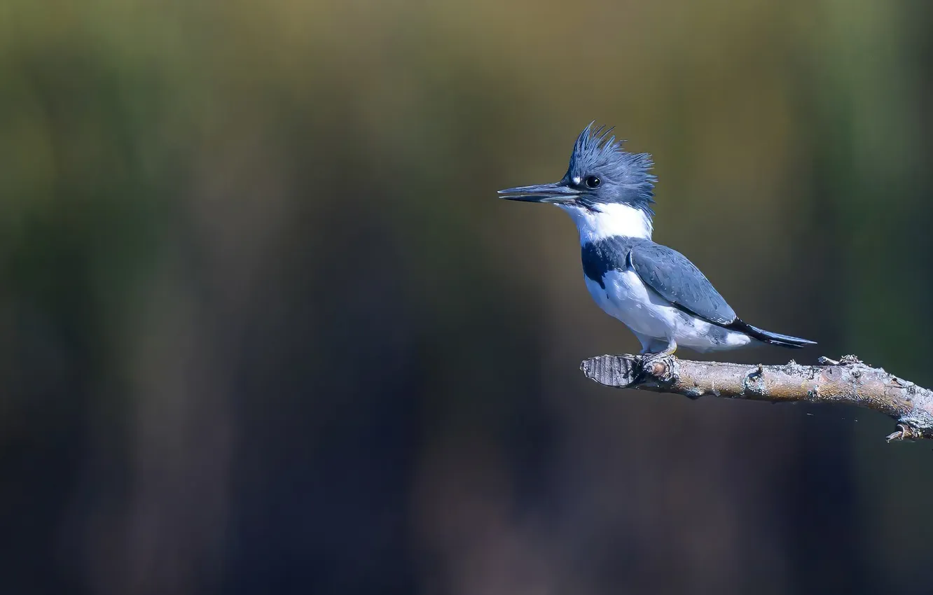 Photo wallpaper branches, blue, background, bird, bitches, bokeh, Kingfisher