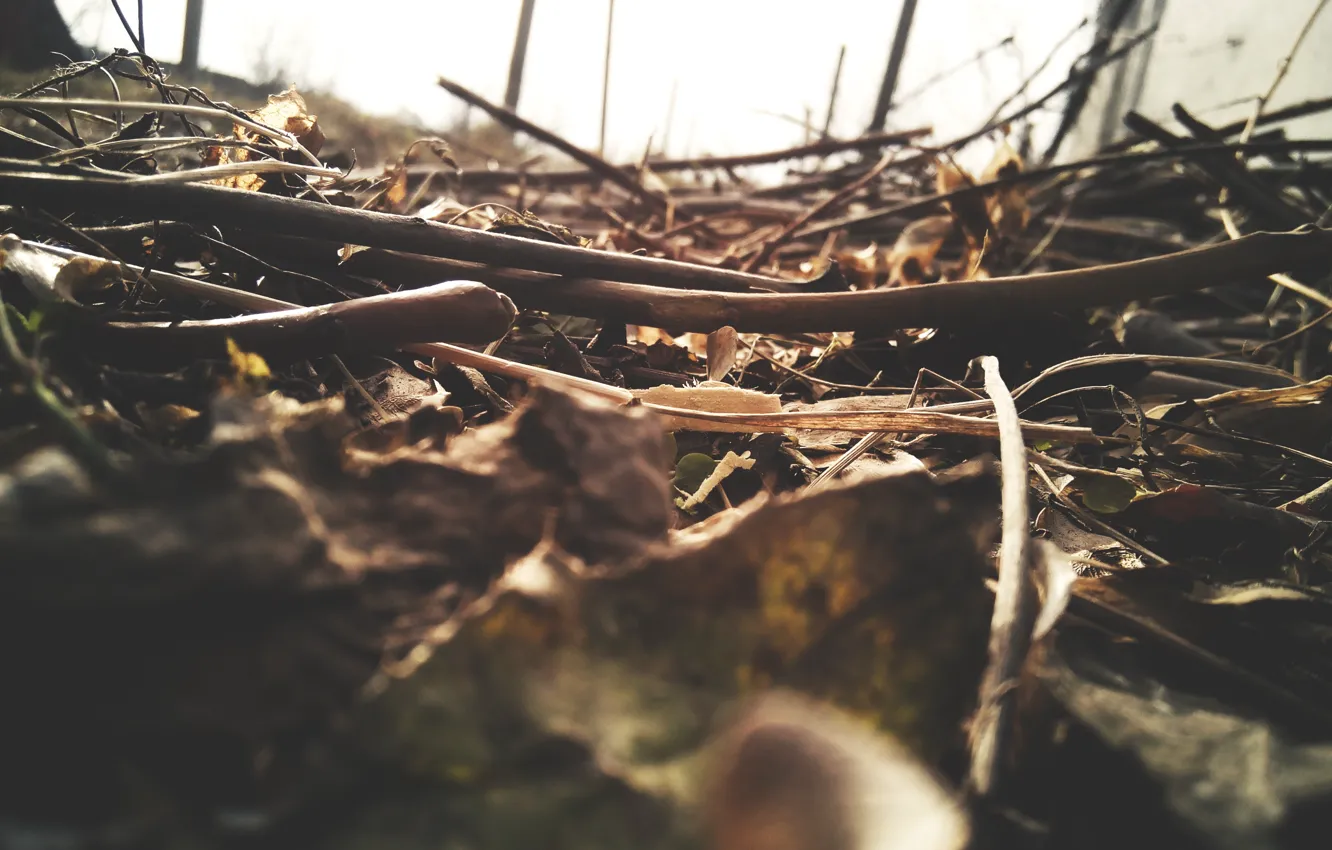 Photo wallpaper autumn, the wreckage, branches, texture, wood, ochre
