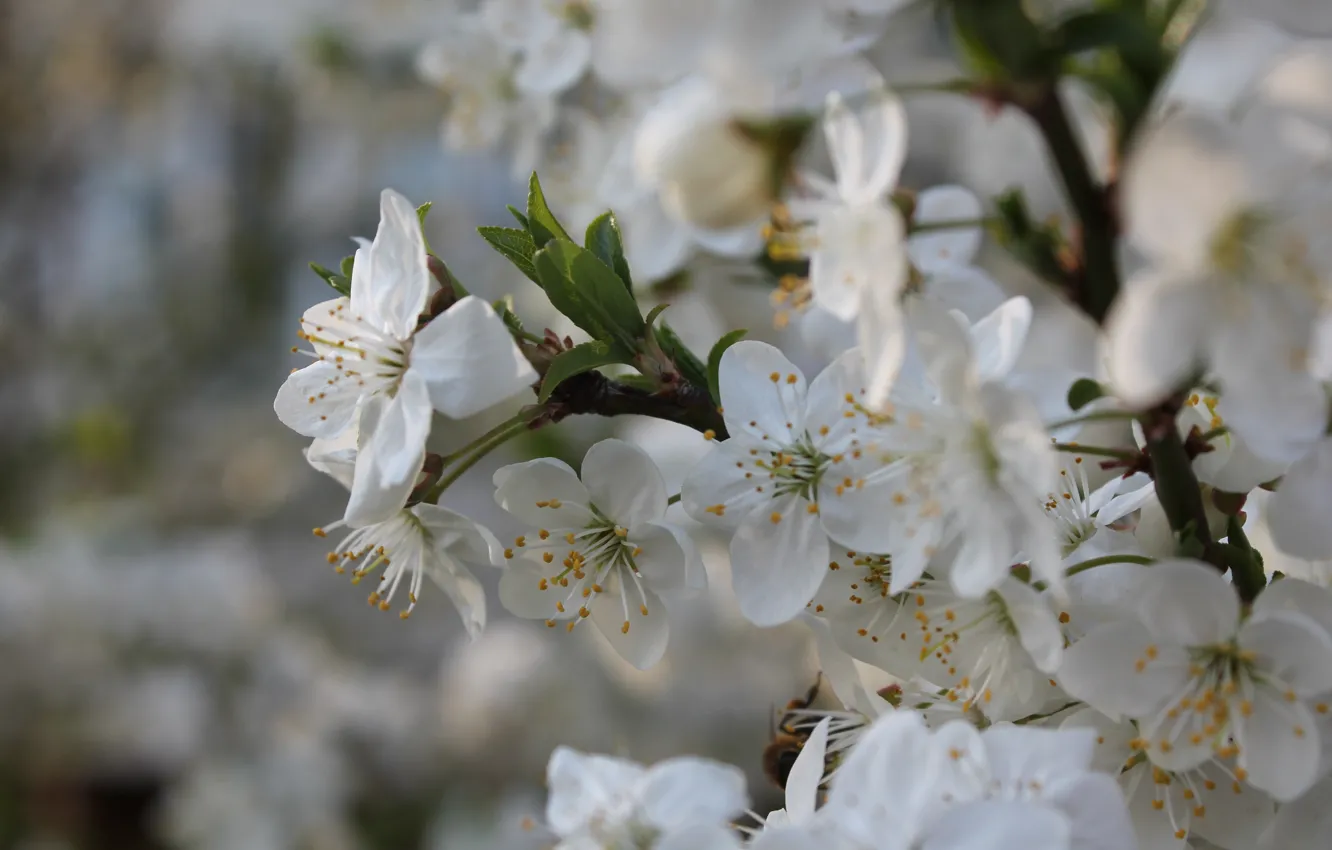 Photo wallpaper greens, sunset, cherry