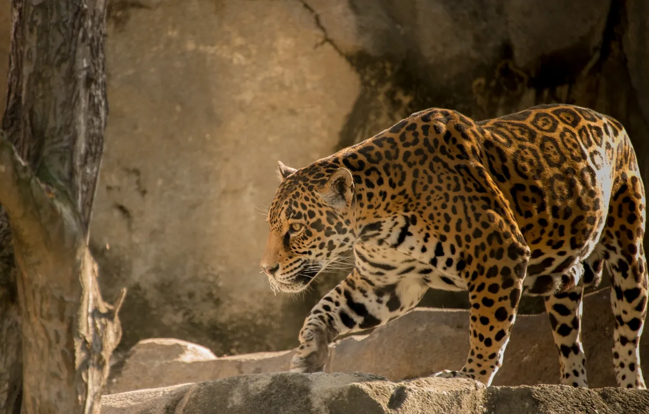 Photo wallpaper cat, predator, Jaguar