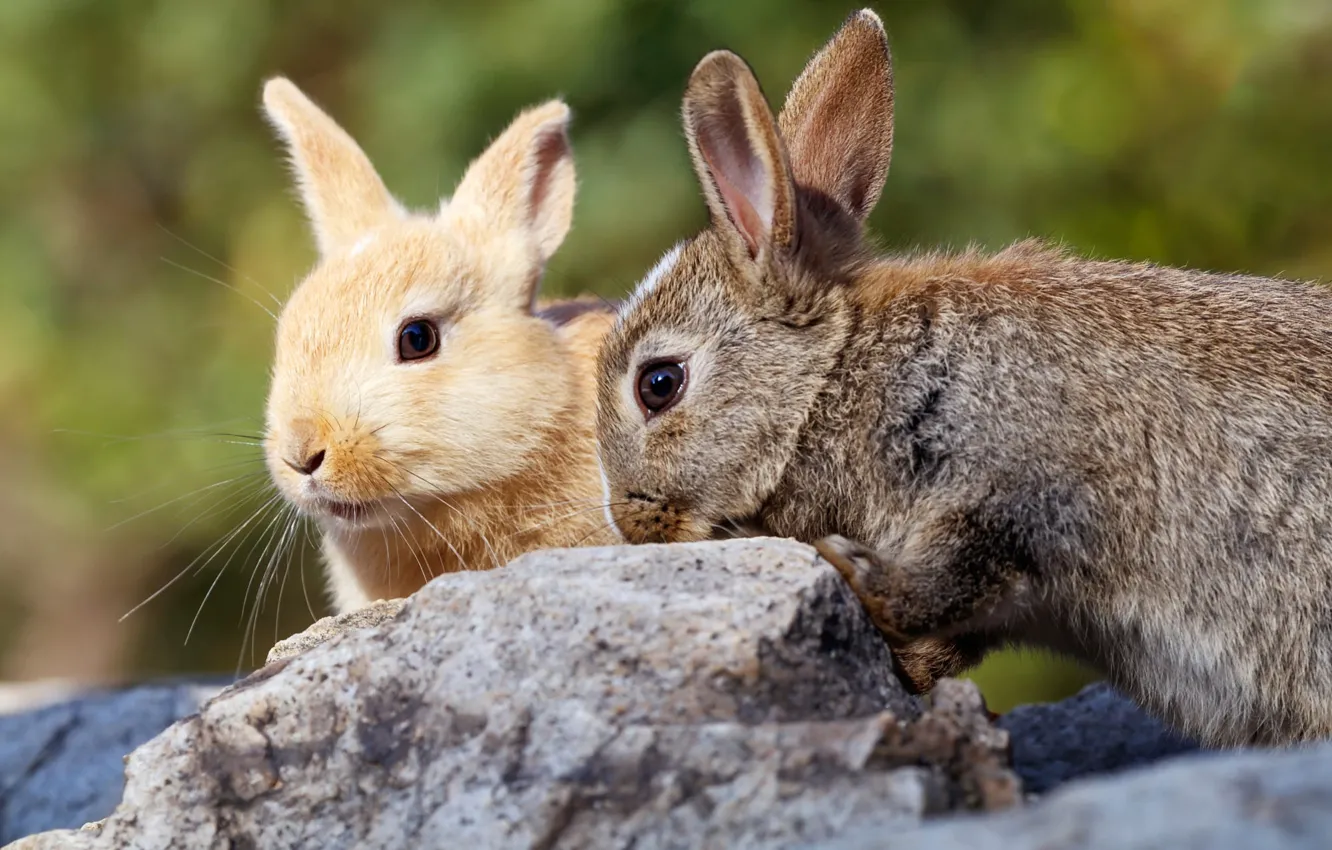 Wallpaper stones, hare, rabbit, a couple, rabbit, hare, two rabbits for ...