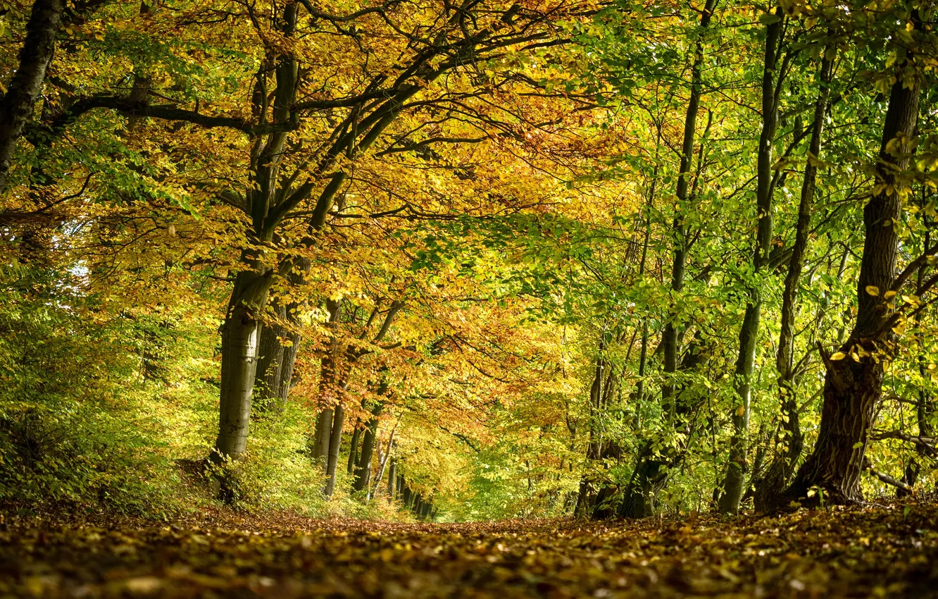 Photo wallpaper road, autumn, forest