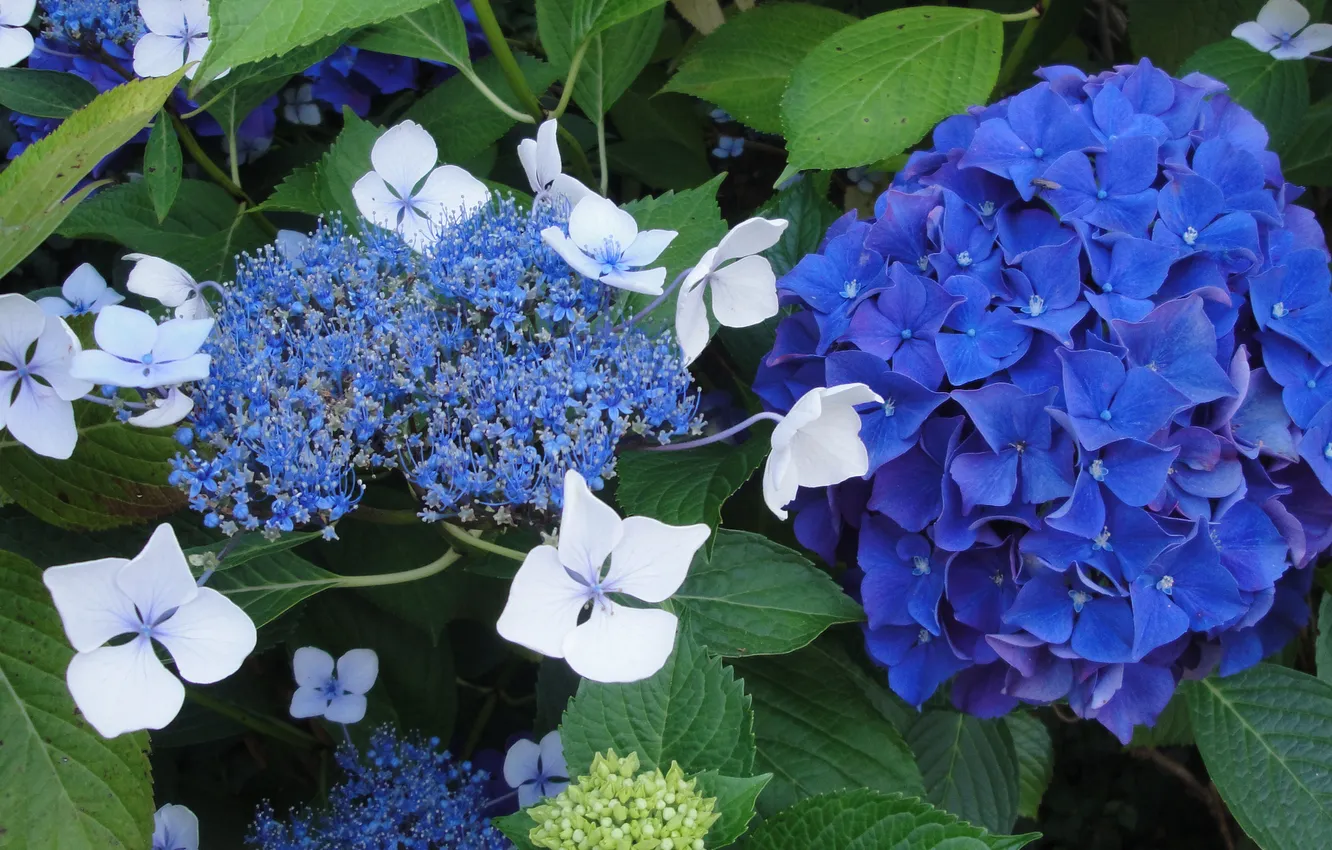 Photo wallpaper macro, hydrangea, inflorescence