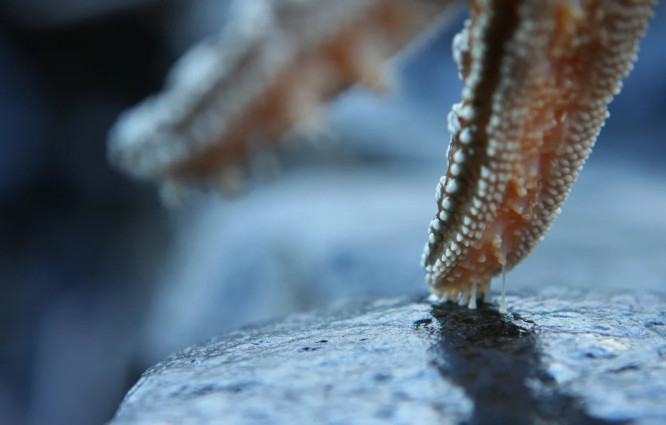 Photo wallpaper stars, sea, Velcro