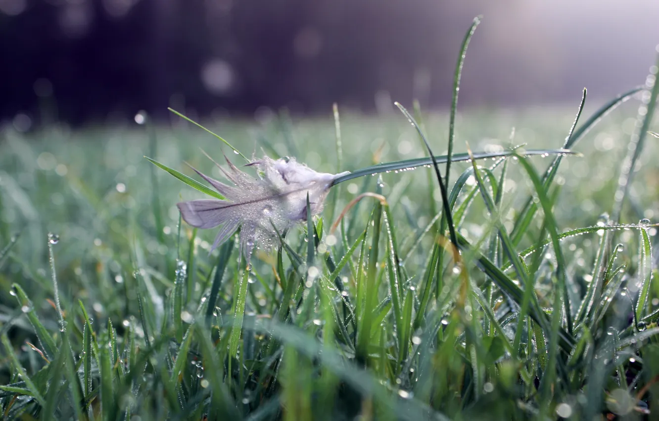 Photo wallpaper grass, water, drops, nature, grass, bokeh, a feather
