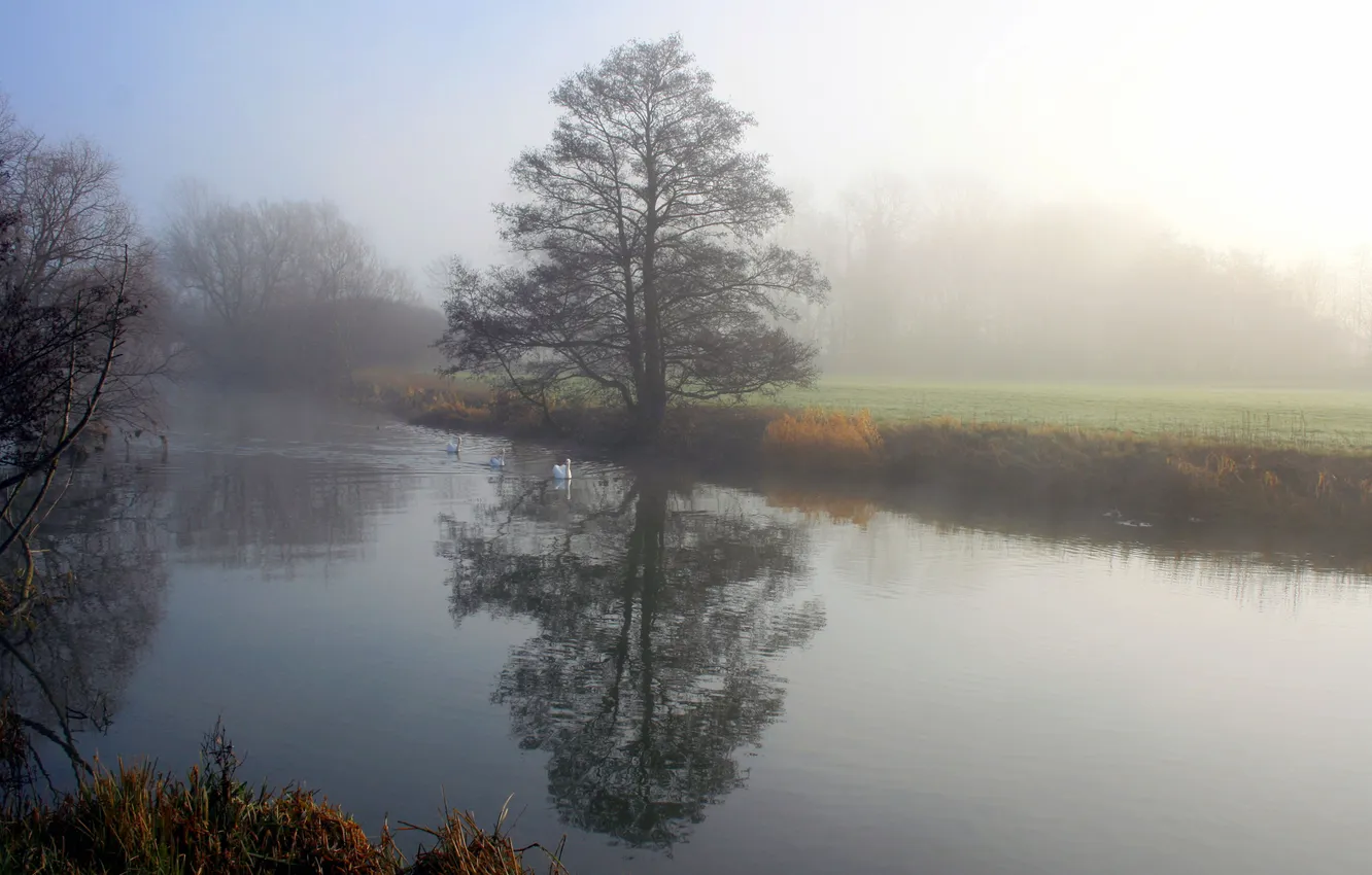 Photo wallpaper Water, Reflection, Field, Fog, Trees, River, Forest, Morning