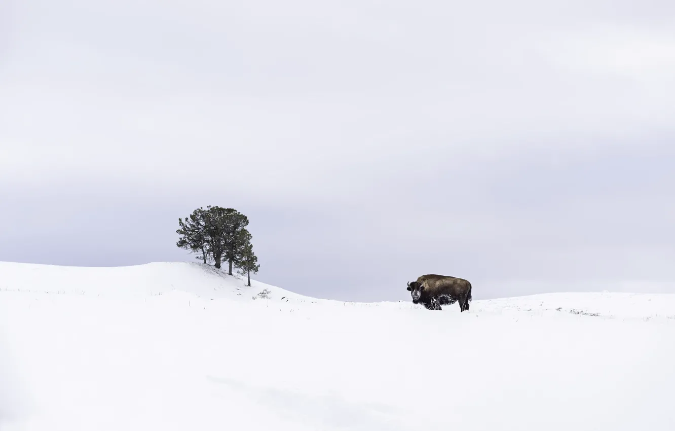 Photo wallpaper snow, trees, Buffalo