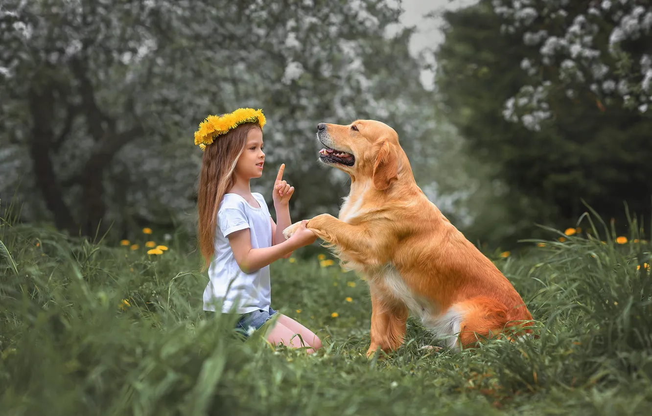 Photo wallpaper summer, nature, pose, Park, each, dandelion, glade, dog