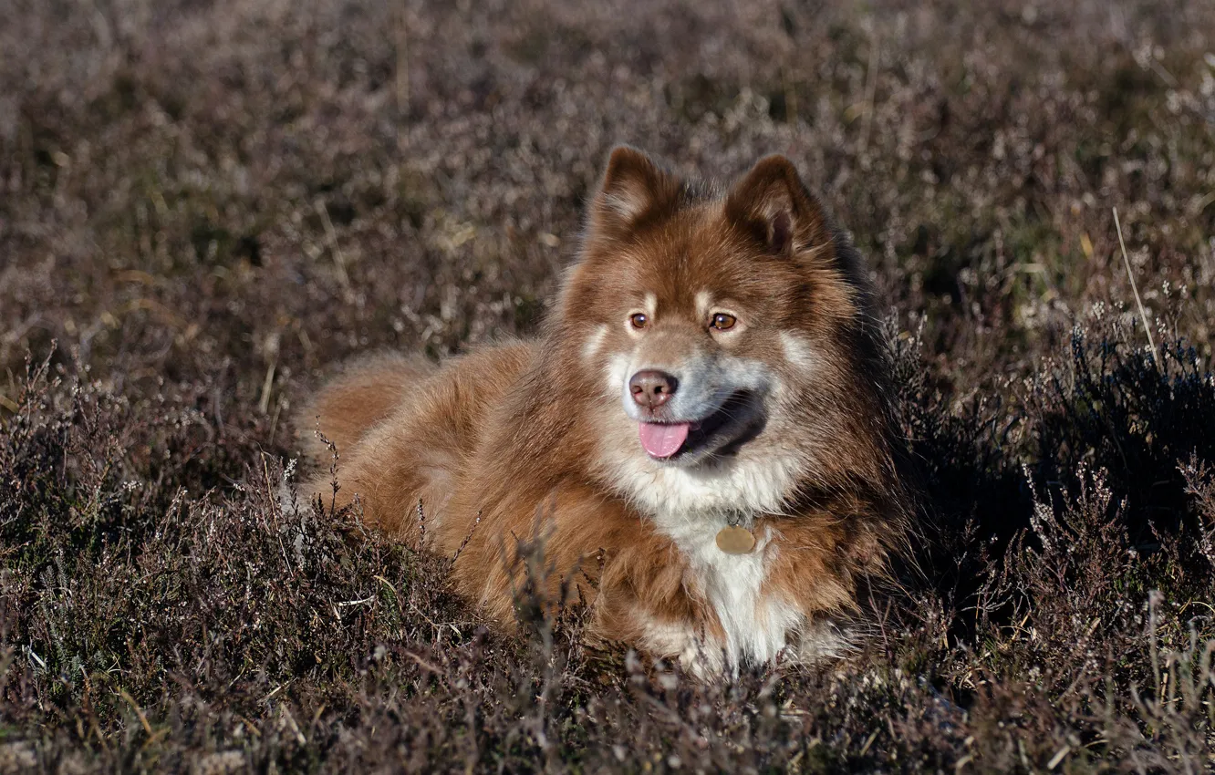 Photo wallpaper grass, dog, Heather, Finnish lapphund