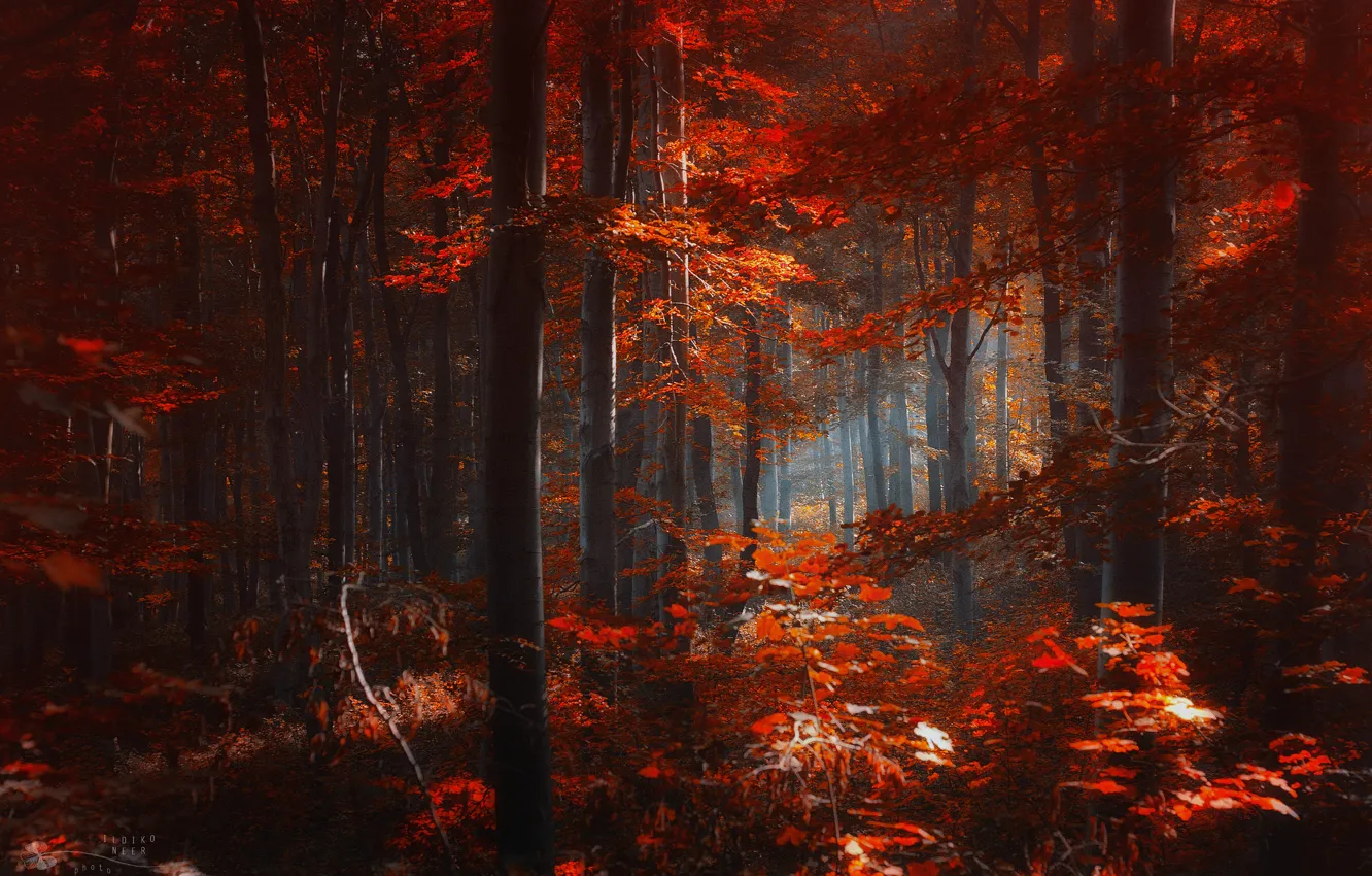 Photo wallpaper autumn, forest, leaves, trees, red, Ildiko Neer