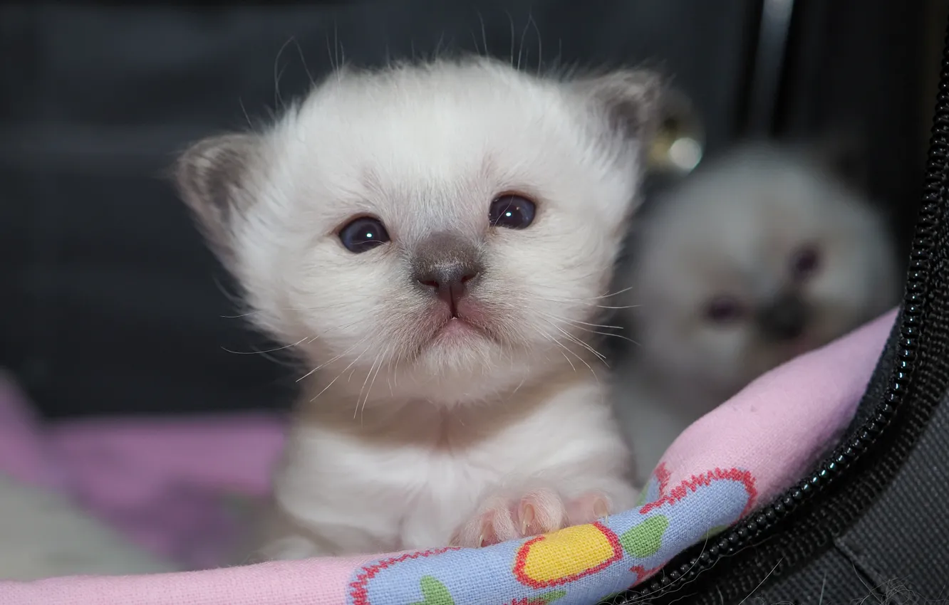Photo wallpaper cat, white, look, sweetheart, portrait, baby, kitty, face