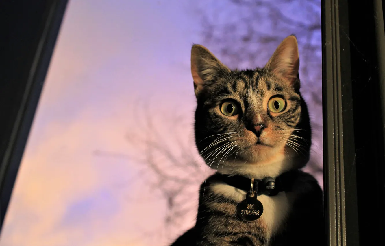 Photo wallpaper cat, cat, look, muzzle, collar, cat