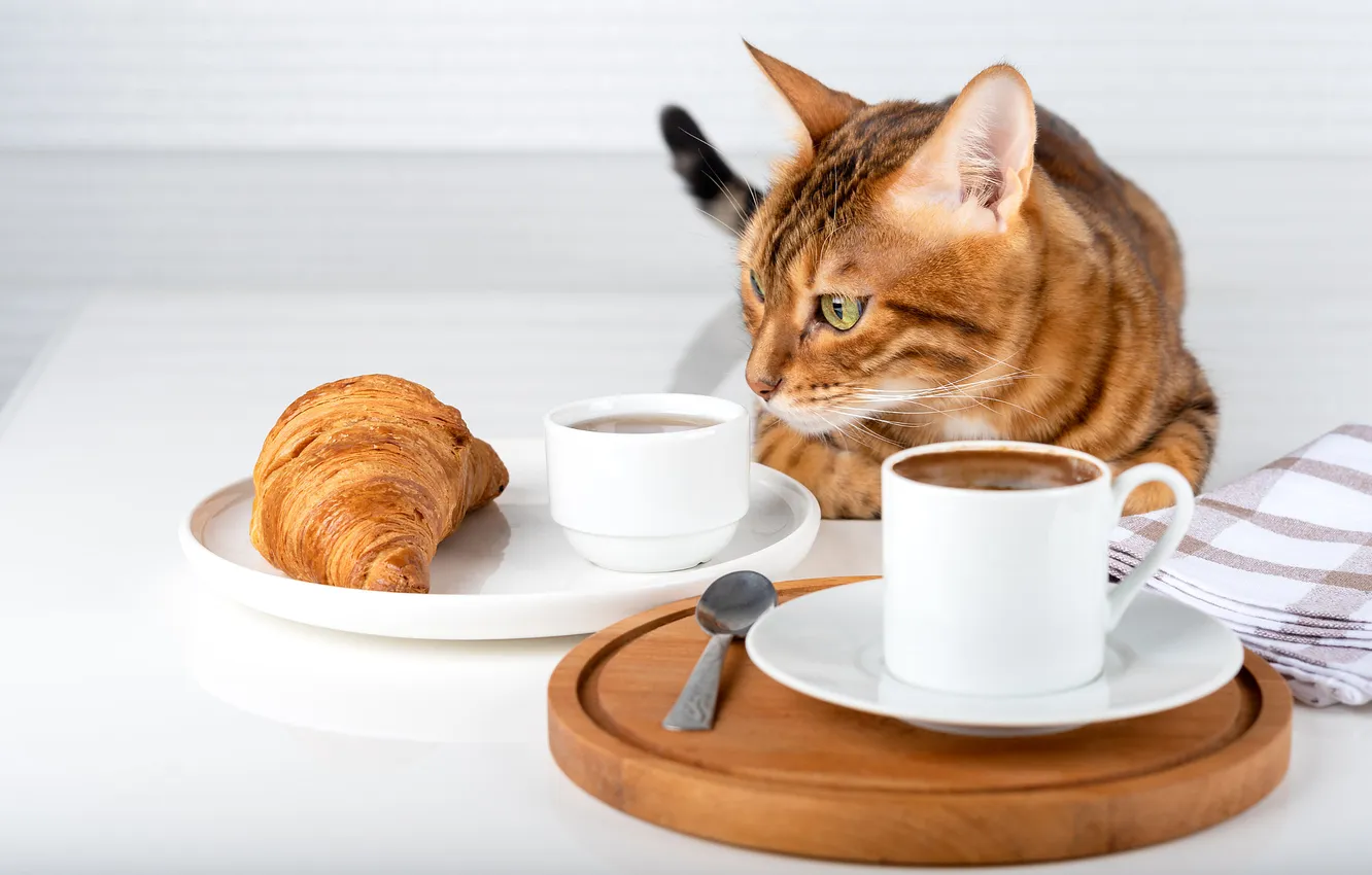Photo wallpaper cat, cat, look, pose, table, coffee, Breakfast, spoon