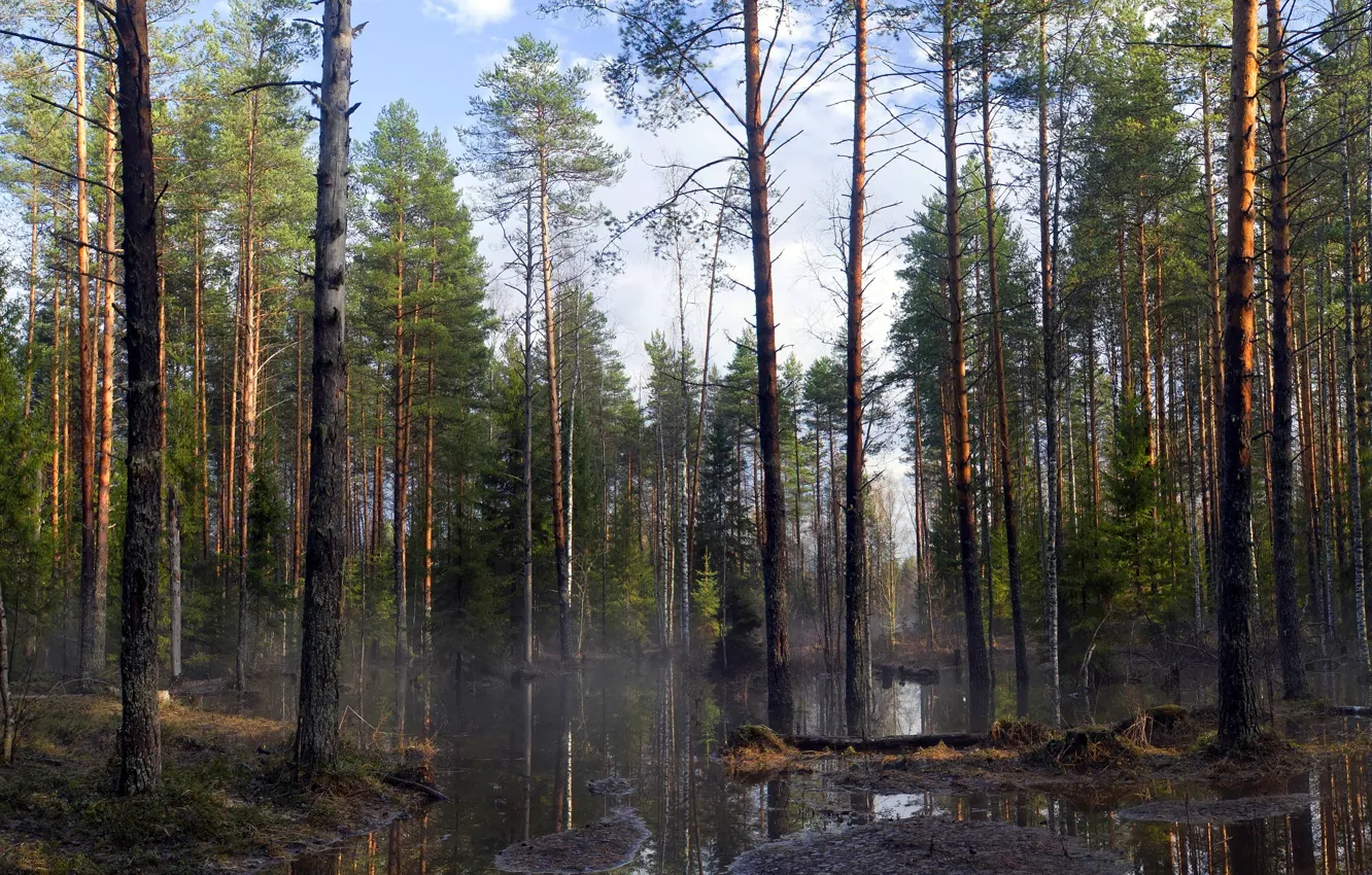 Photo wallpaper forest, trees, nature, spring