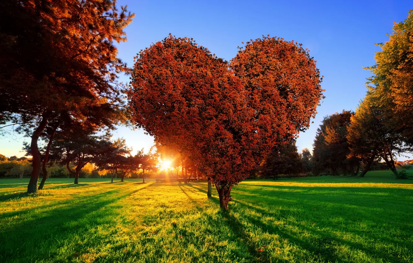Photo wallpaper grass, the sun, love, sunset, Park, tree, green, heart