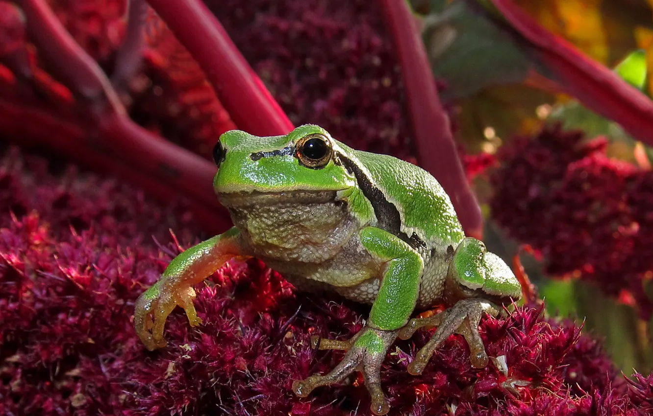 Photo wallpaper Frog, frog, green