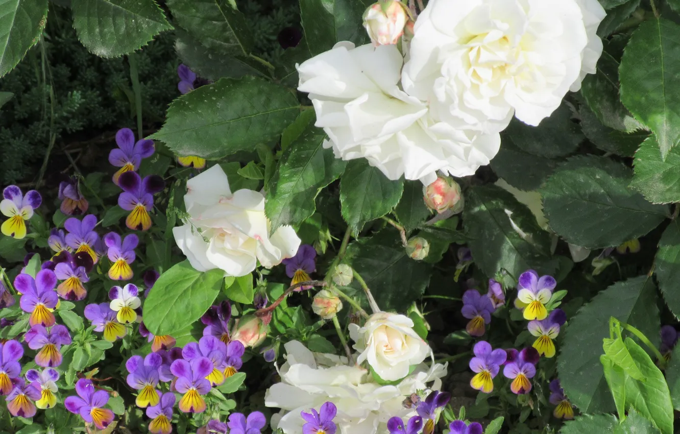 Photo wallpaper flowers, roses, Pansy, white roses, 2018, Meduzanol ©