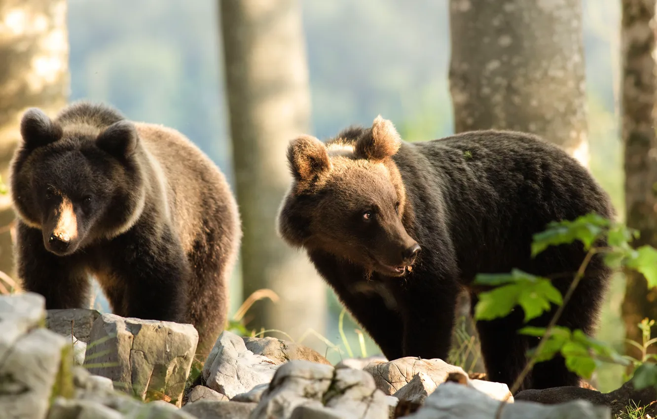 Photo wallpaper face, trees, pose, stones, two, bear, pair, bear