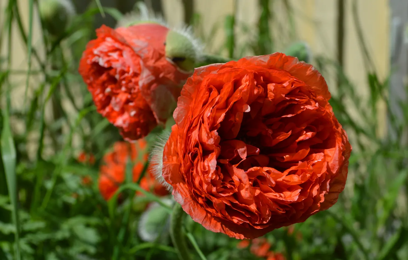 Photo wallpaper greens, summer, flowers, close-up, red, two, Mac, Maki