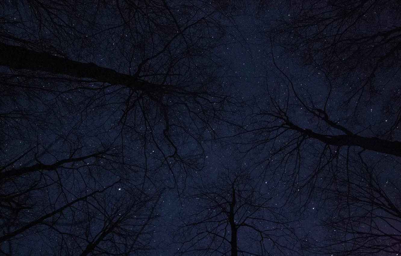 Photo wallpaper the sky, stars, trees, night, nature