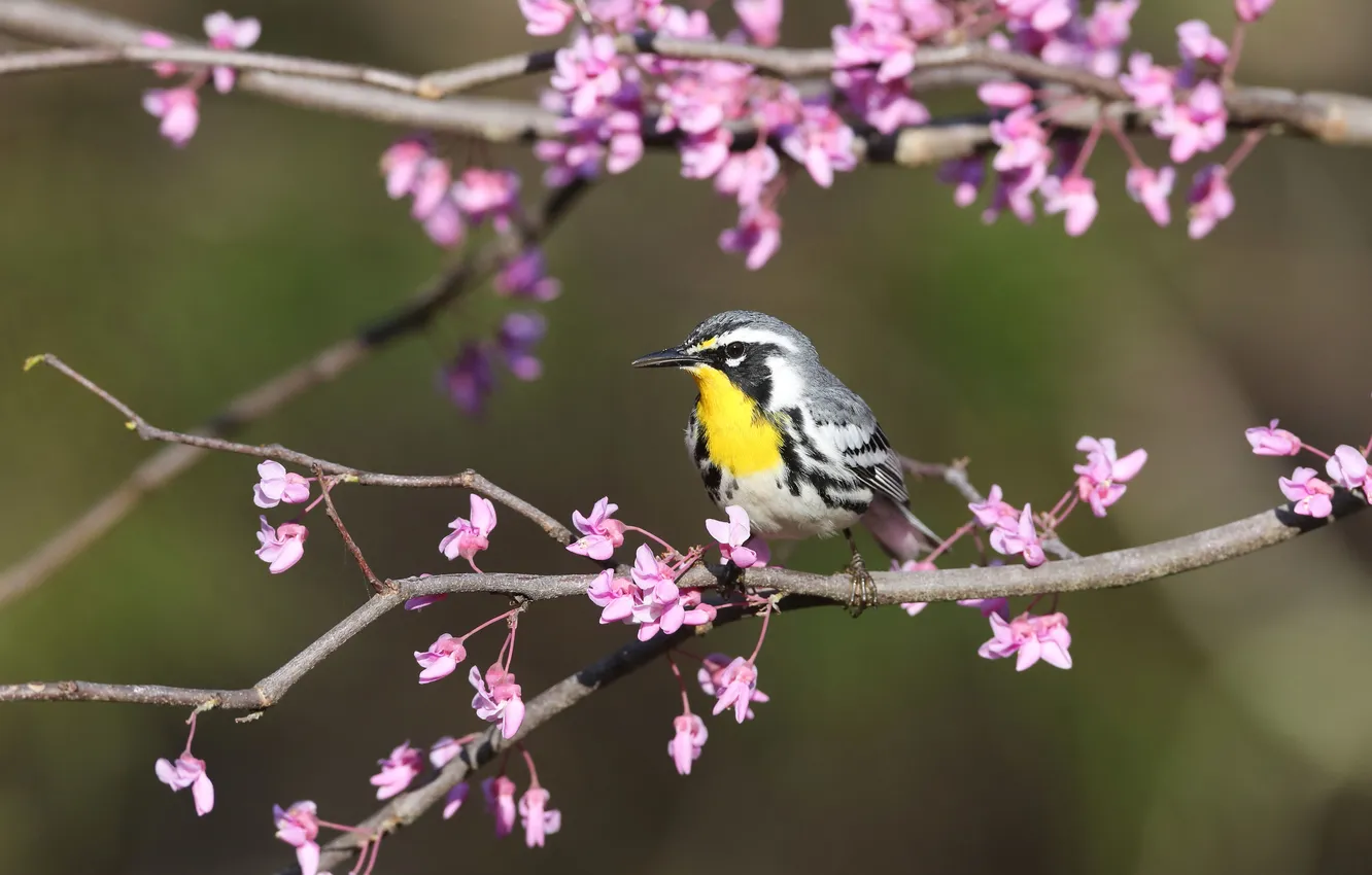 Photo wallpaper flowers, bokeh, bird, flowering, branches, spring