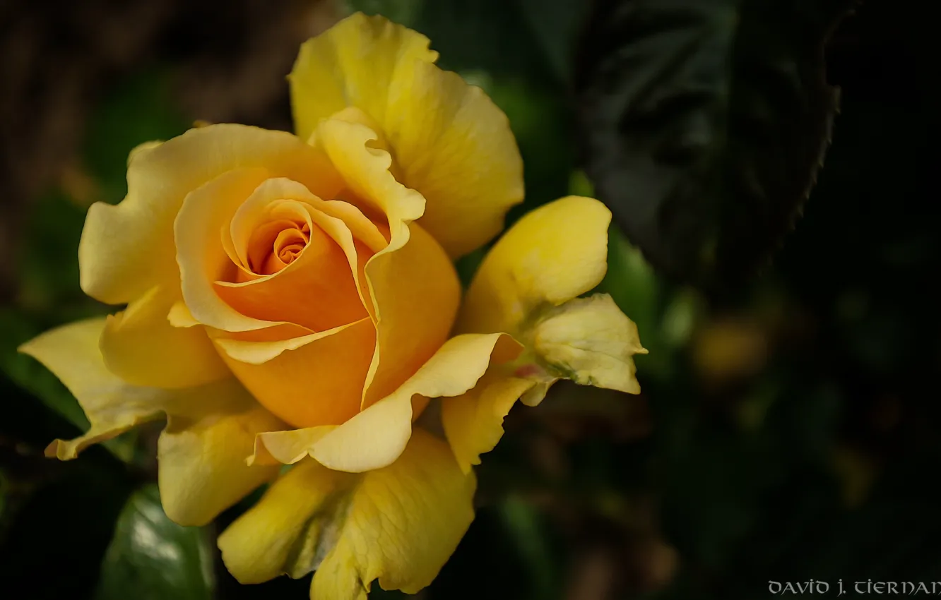 Photo wallpaper yellow, rose, petals